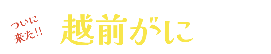 ついに来た！越前ガニ解禁